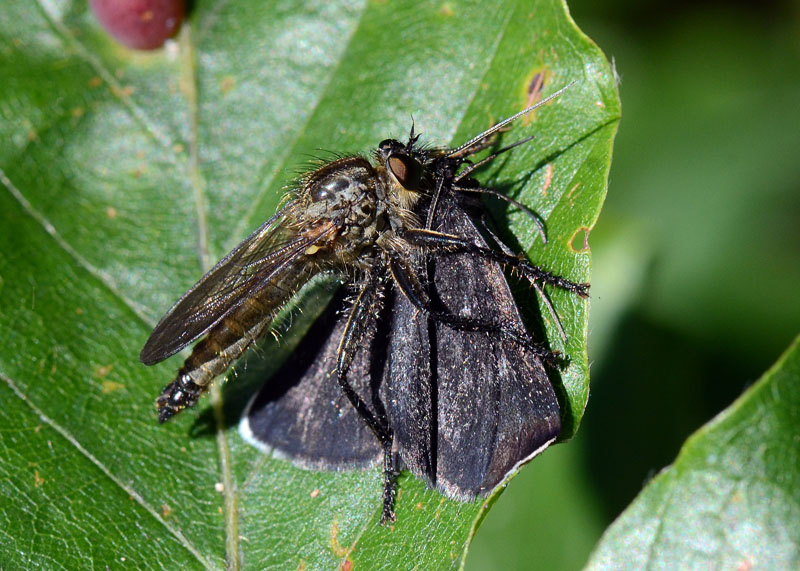 Asilidae da id